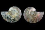 Sliced Ammonite Fossil - Agatized #124991-1